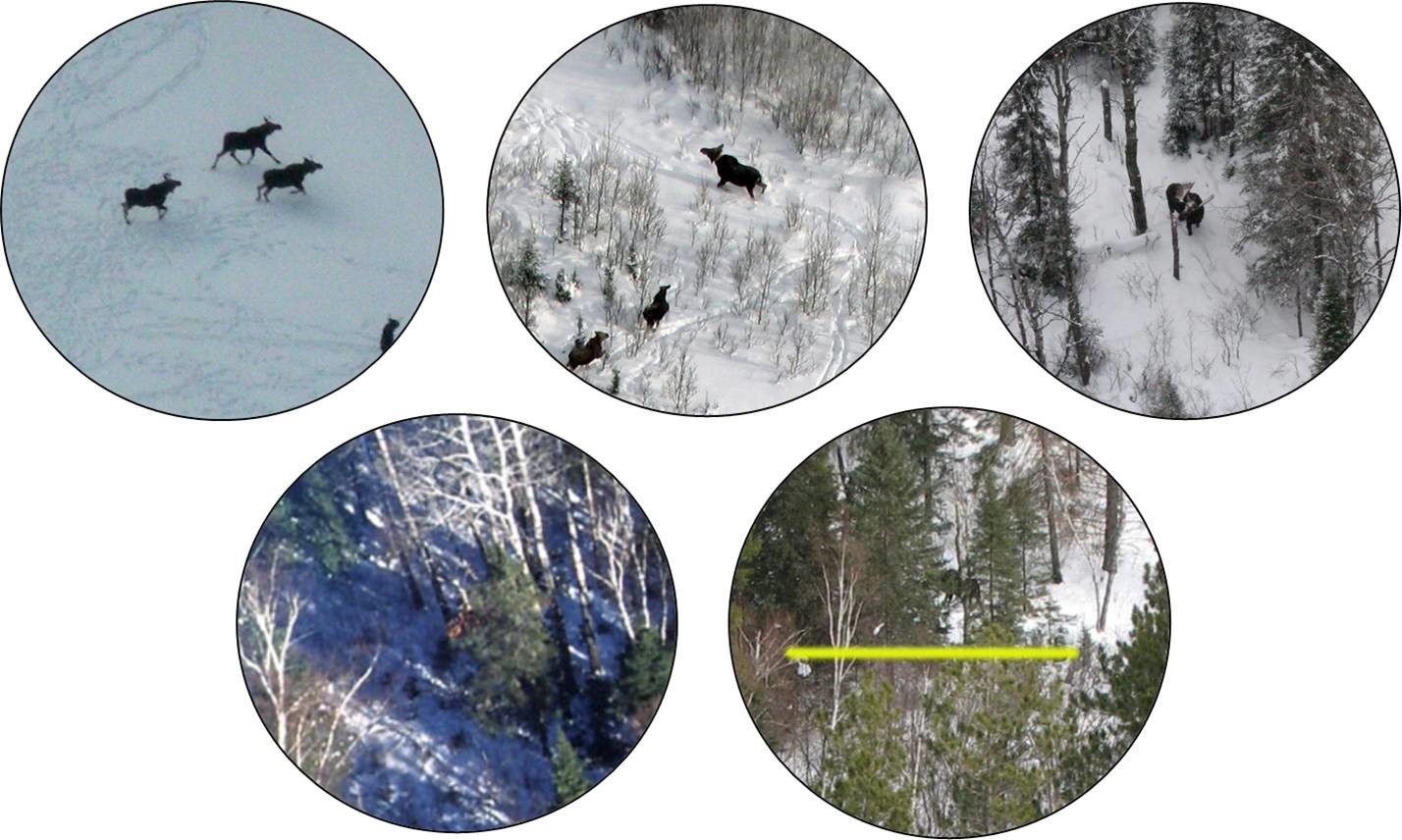 Observations of moose in Minnesota with a circular field of view used to measure the degree of visual obstruction. Photos by Mike Schrage, Fond du Lac Resource Management Division.
